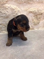 CHIOT