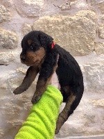 CHIOT